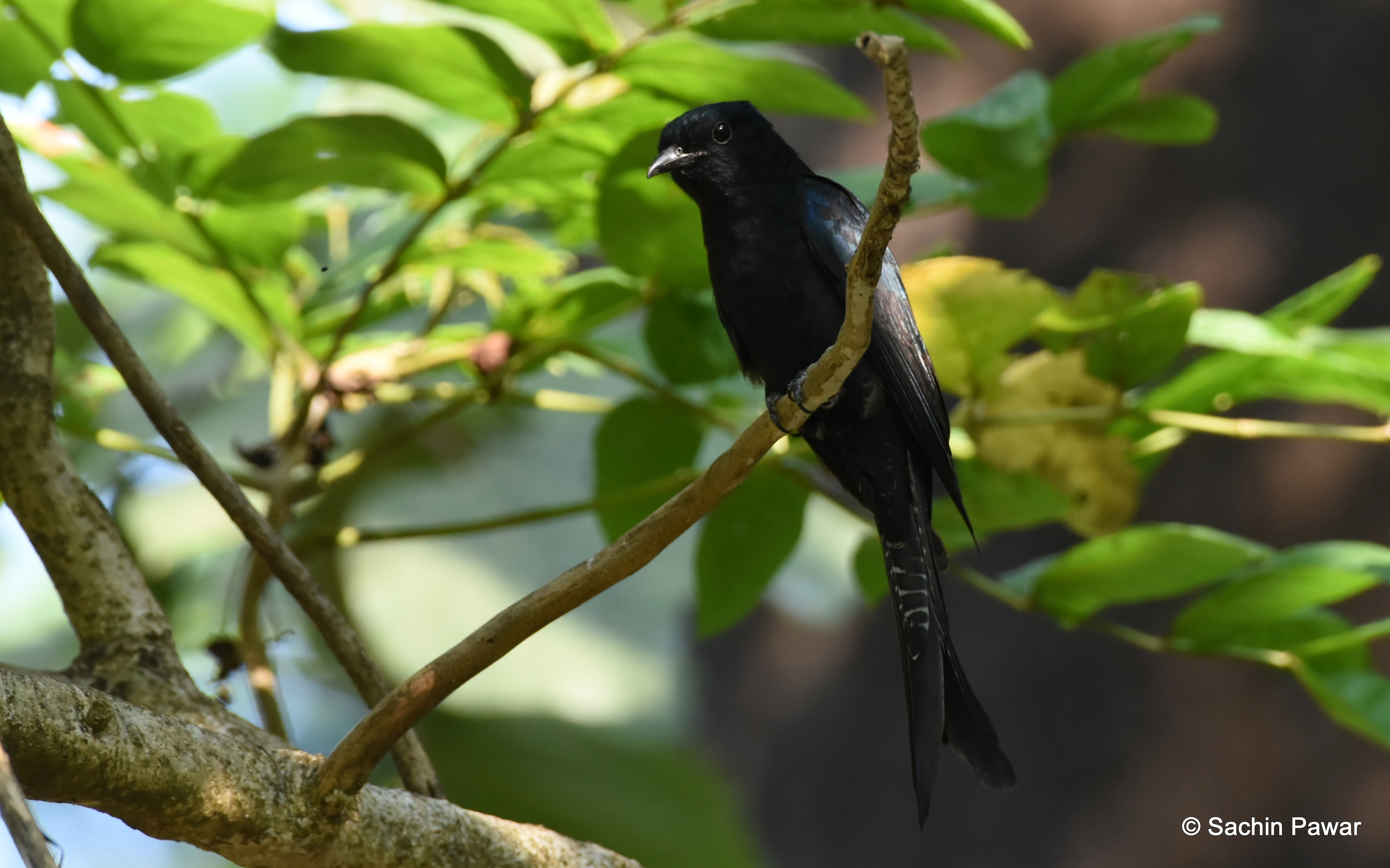 Fork-tailed Drongo-cuckoo